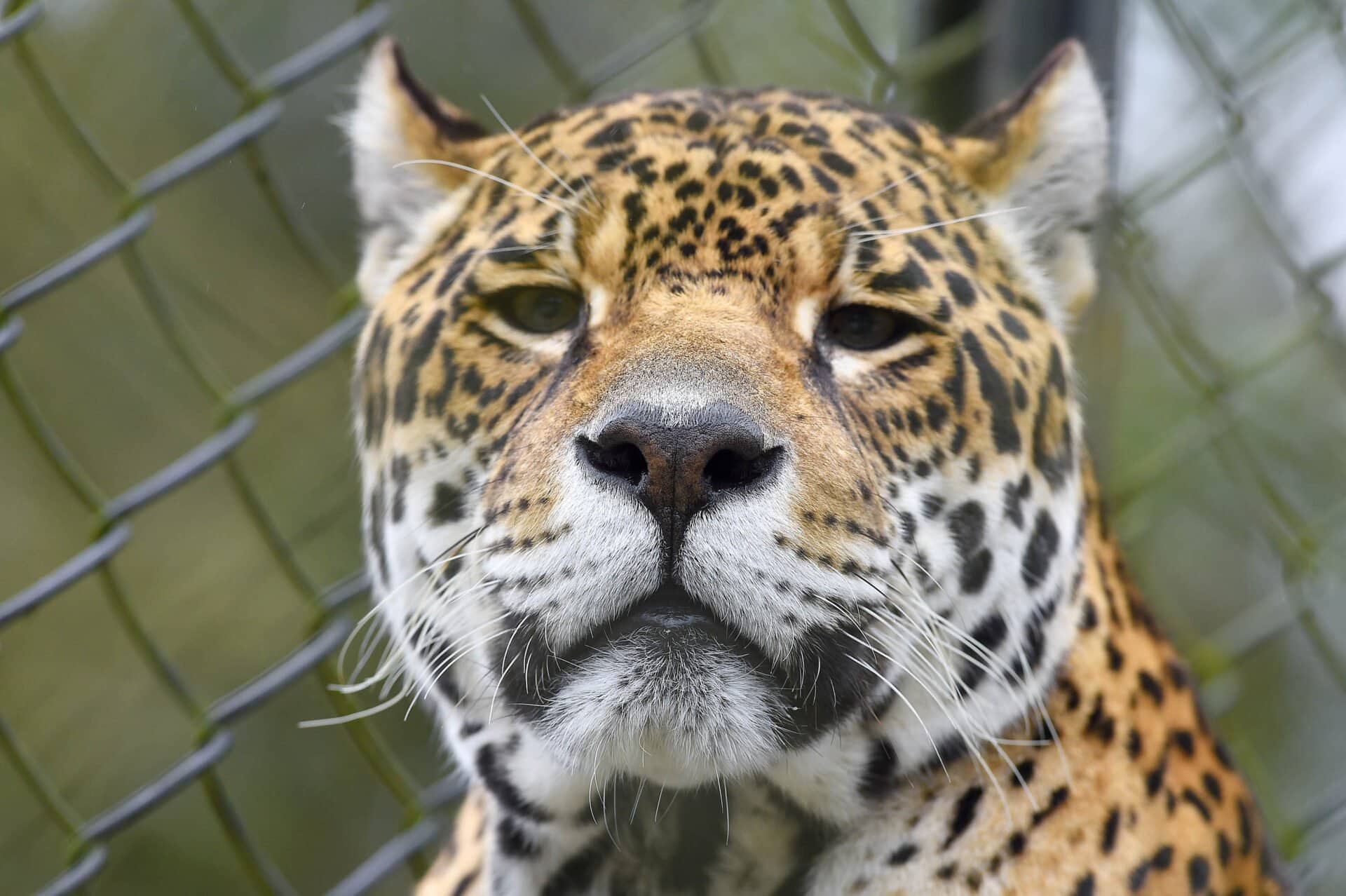 IAT promove curso sobre manejo e convivência com grandes felinos