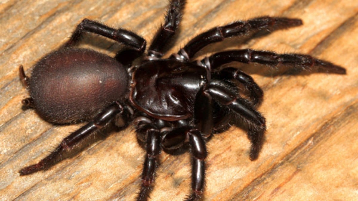 nova aranha descoberta tem tamanho incomum