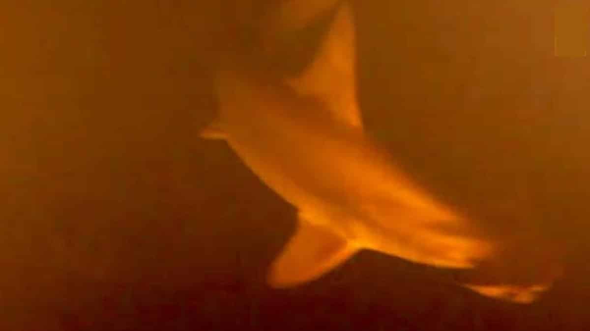 Tubarões morando em vulcão ativo são descobertos por cientistas