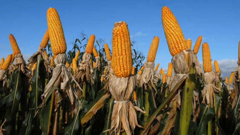 Goiás exportou US$ 178,9 milhões em milho apenas em setembro