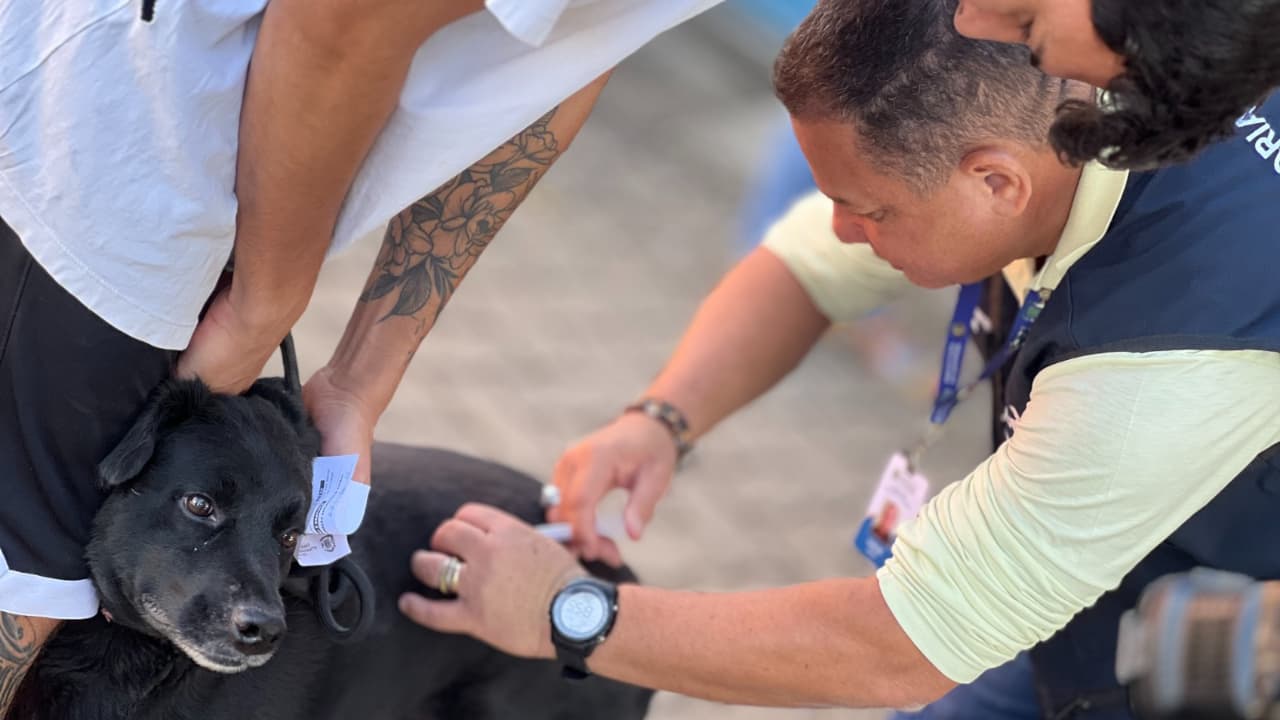 Goiânia realiza ação de vacinação antirrábica neste sábado (8); confira os locais