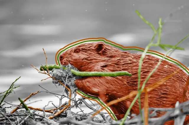 Castor construindo uma represa