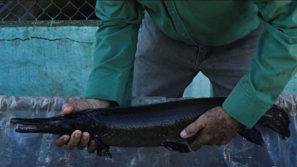 Espécie de peixe de 150 milhões de anos é descoberto ainda viva