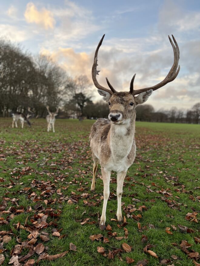Cervos no Phoenix Park