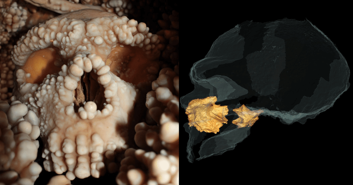 Arqueólogos fazem descoberta reveladora analisando nariz de Neandertal