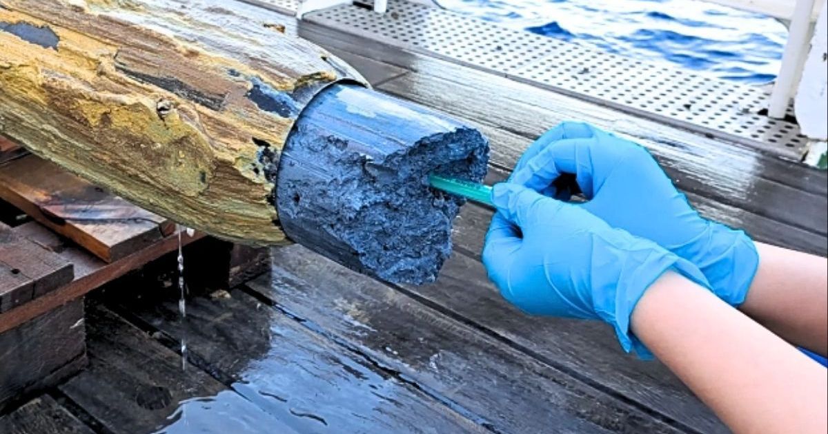 Cientistas acham sinais de vida na escuridão profunda de vulcões submarinos