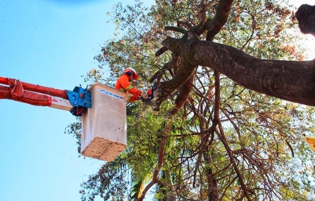 MPGO vai fiscalizar política de arborização urbana em Goiânia