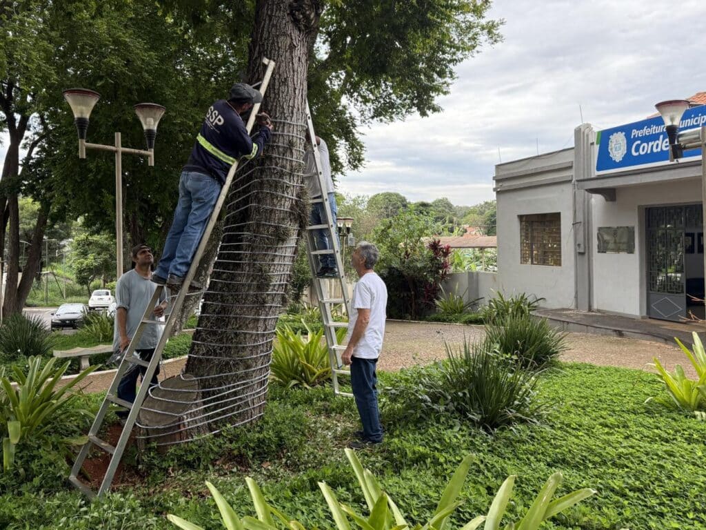 Natal Iluminado em Cordeir&oacute;polis ter&aacute; shows, luzes e chegada do Papai Noel