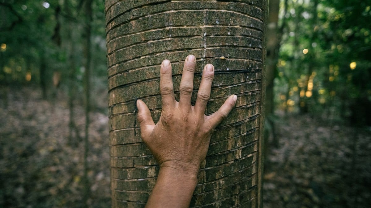 Michelin investe em borracha nativa