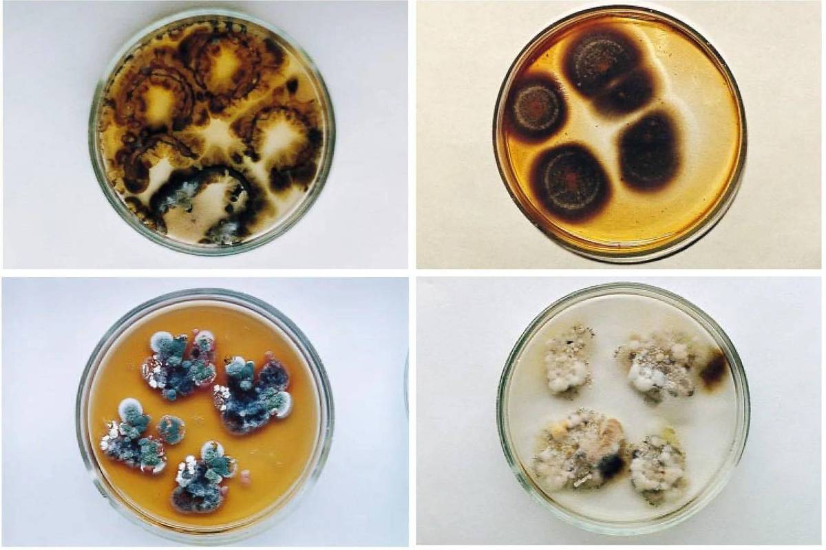 Mofo preto de Tchernóbil parece se alimentar de radiação - 04/12/2025 - Ciência