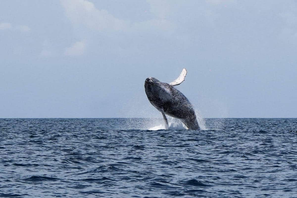 Baleia-jubarte emerge parcialmente do oceano em salto, com a nadadeira esquerda levantada. Céu nublado ao fundo e água com pequenas ondas.