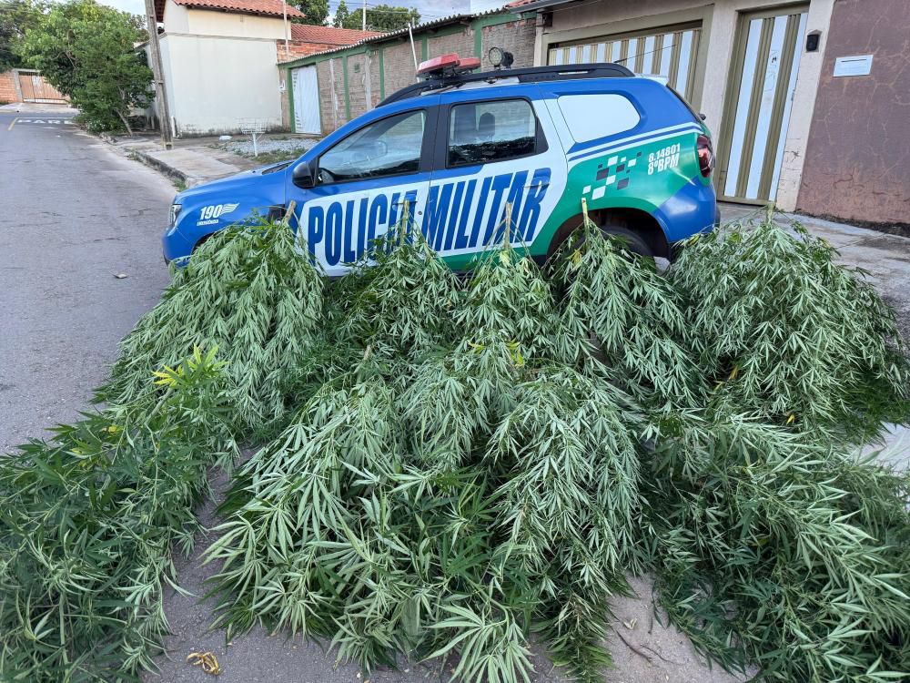 Morador de Aparecida de Goiânia é preso por cultivar pés de maconha gigantes em meio a milho e mandioca