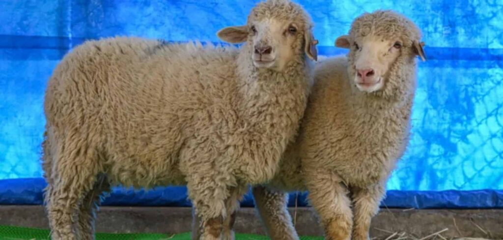 A primeira ovelha editada geneticamente completou um ano; saiba como ela está