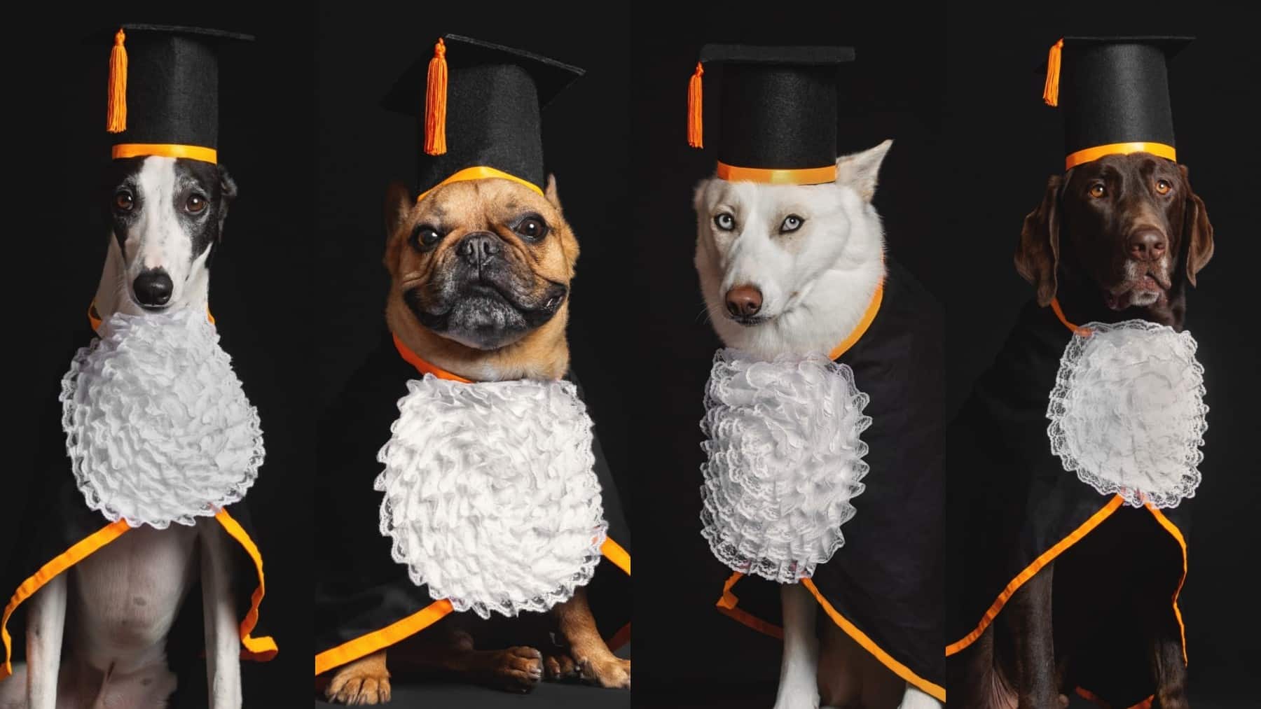 creche para cães entrega diploma e beca aos 'AUlunos'; fotos encantam