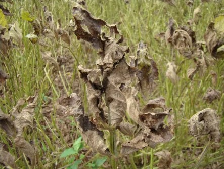 Produtores de soja em Goiás reforçam monitoramento contra a ferrugem asiática