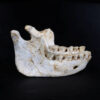 Mandíbula inferior humana antiga, com dentes visíveis e sinais de desgaste, posicionada sobre superfície preta.