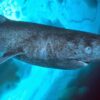 Tubarões da Groenlândia vivem 400 anos e enxergam bem; estudo descobre como