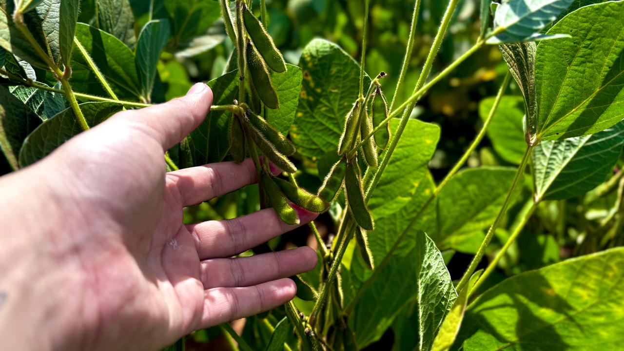 Goiás fecha safra 2024/25 com recorde histórico na produção de grãos e avanço da pecuária