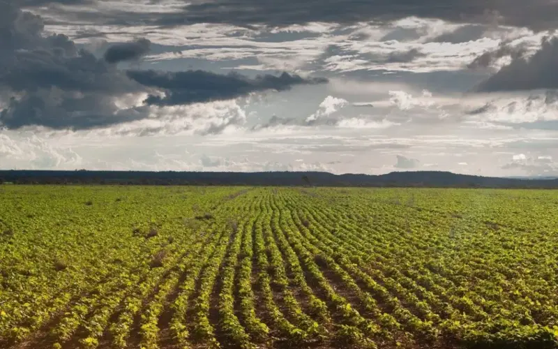 AGRODEFESA LAVOURA SE SOJA PORENIO TAVARES 1024x680 1