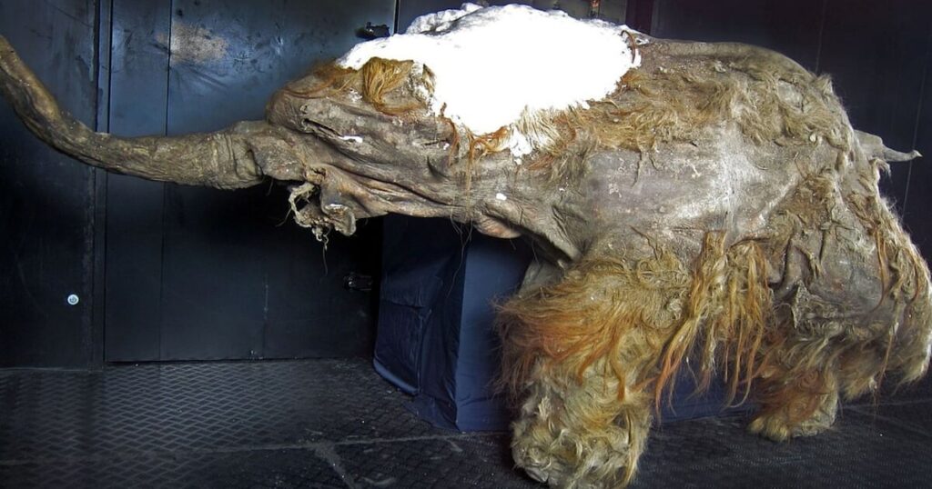 Mamute congelado há 40 mil anos revela atividade genética antes da morte – Noticias R7