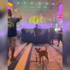 cachorro-caramelo-assiste-show-verao-maior-parana-1