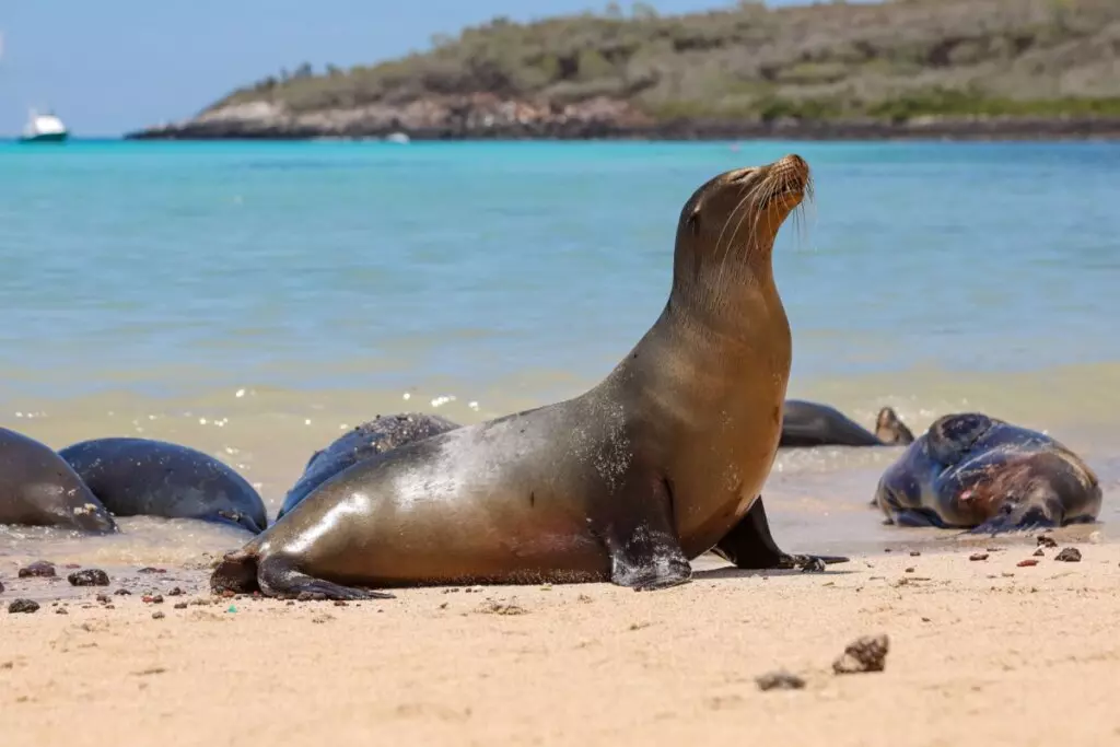 Leão-marinho descansando em areia da praia