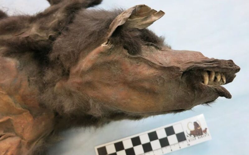 Resto de intestino de lobo pré-histórico revela refeição de gigante glacial