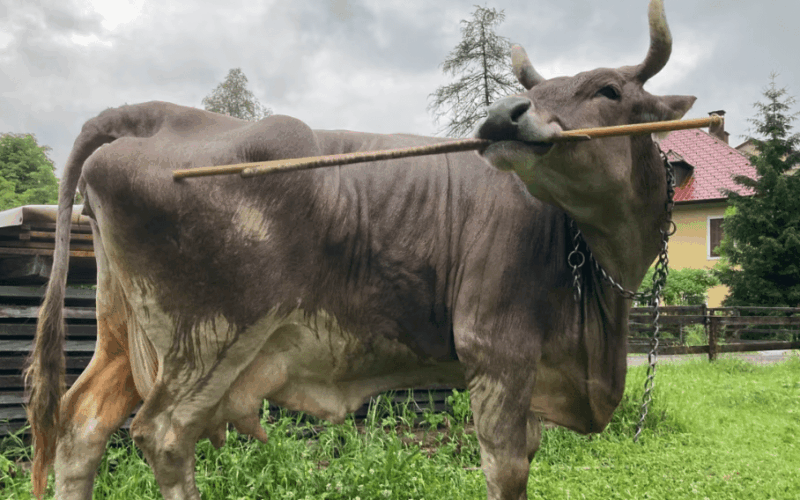 Vaca de estimação intriga cientistas ao se coçar com vassoura sem ajuda