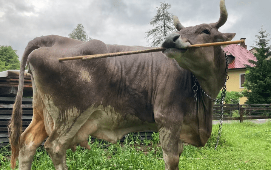 Vaca de estimação intriga cientistas ao se coçar com vassoura sem ajuda